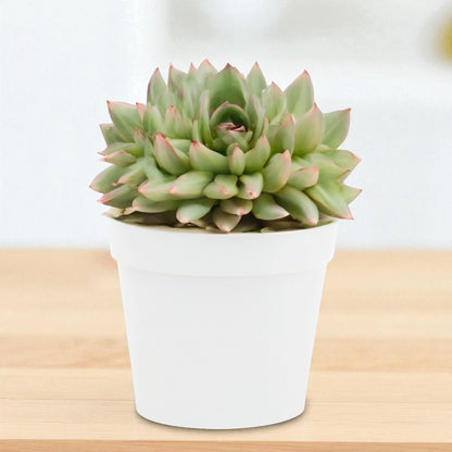 Echeveria  22