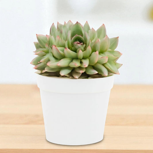 Echeveria  22