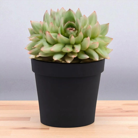 Echeveria  22