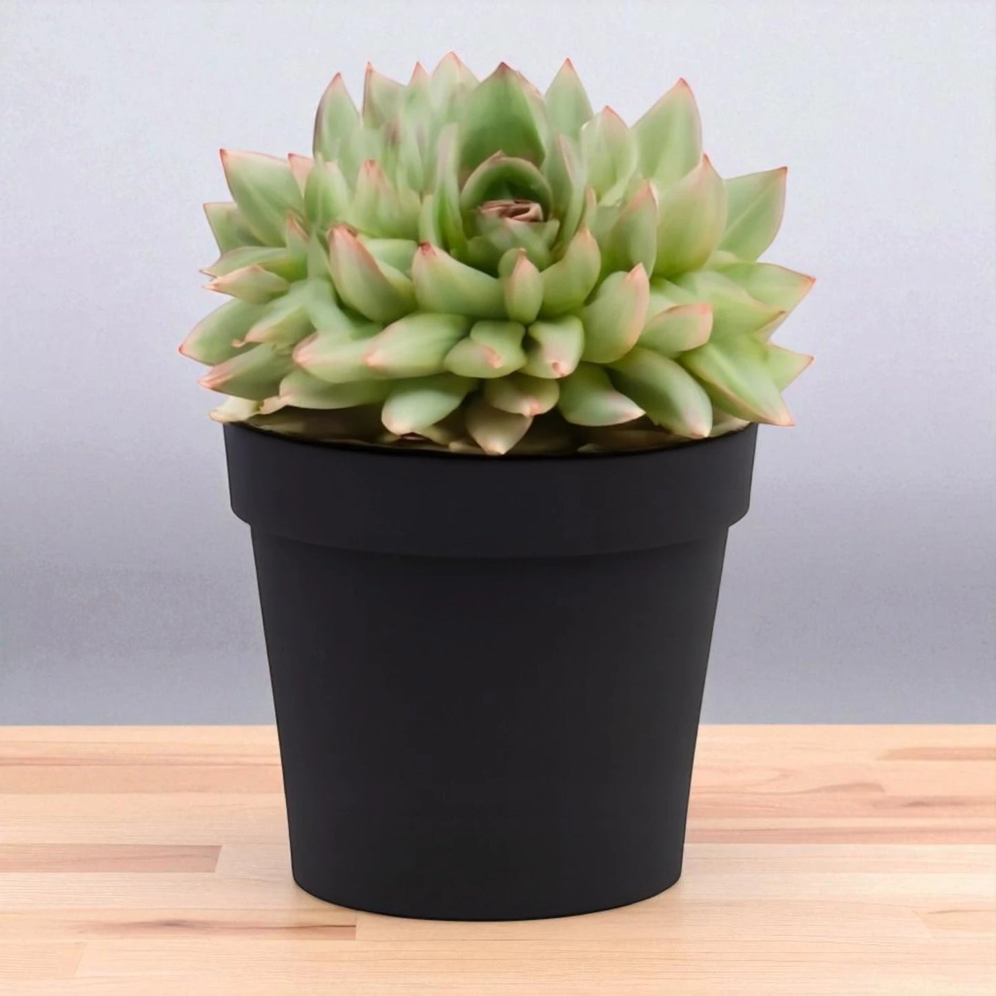 Echeveria  22