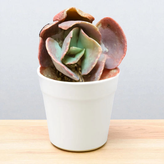 Echeveria 8