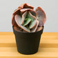 Echeveria 8