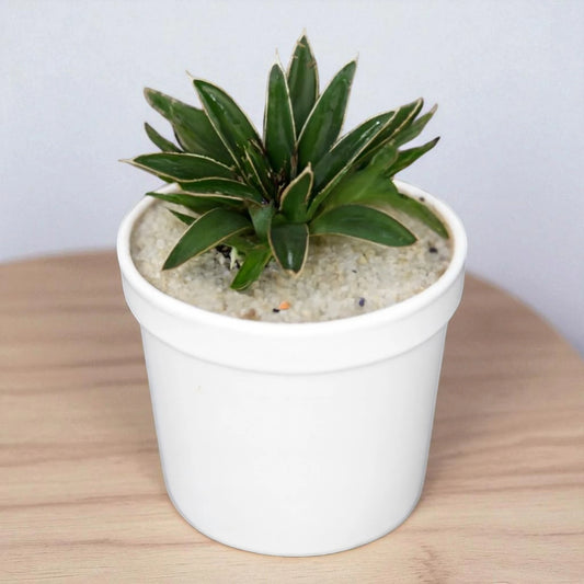 Agave Victoriae Reginae - Queen Victoria