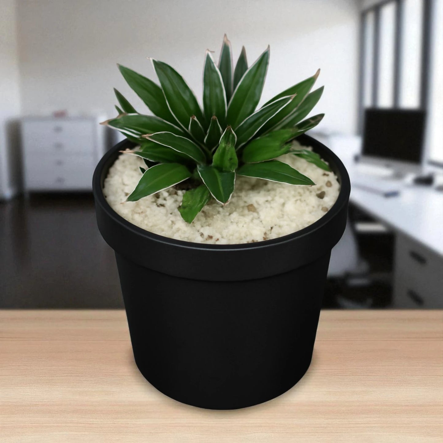 Agave Victoriae Reginae - Queen Victoria