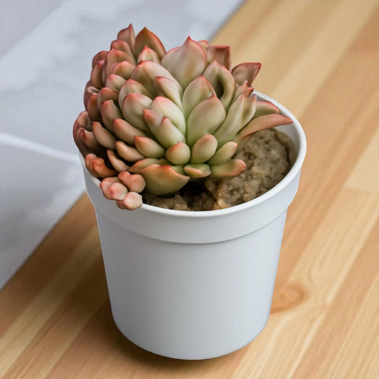 Echeveria  11