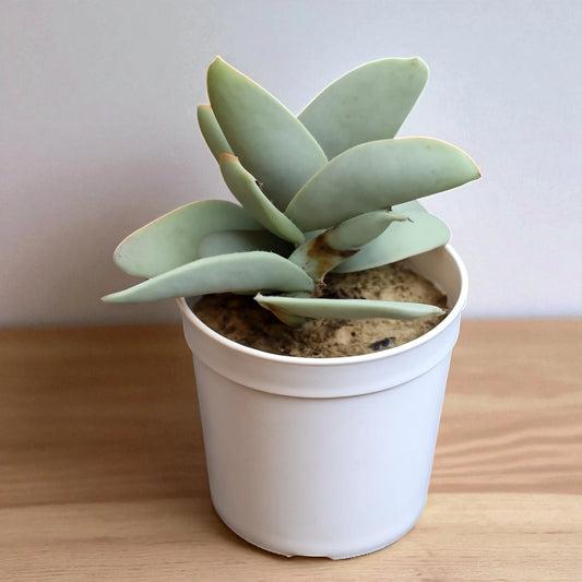 Crassula perfoliata