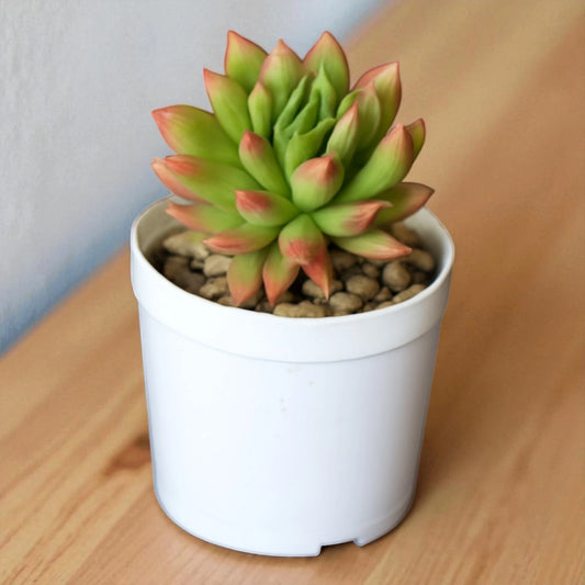 Echeveria  4