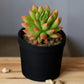 Echeveria  4
