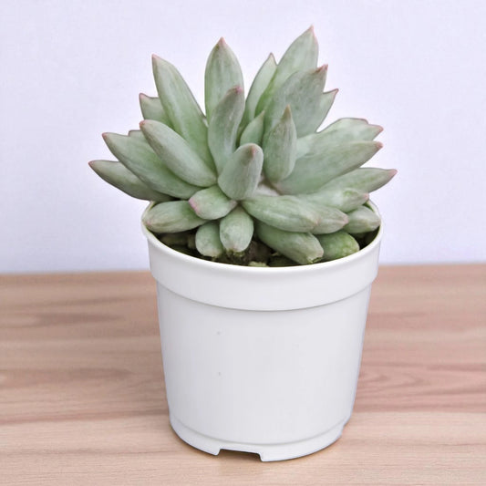 Pachyphytum hookeri
