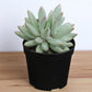 Pachyphytum hookeri