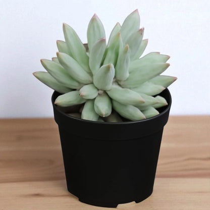 Pachyphytum hookeri