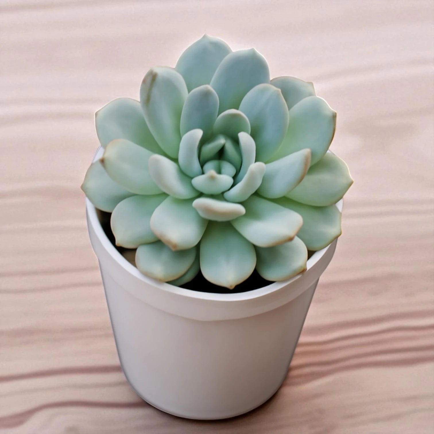 Echeveria  3