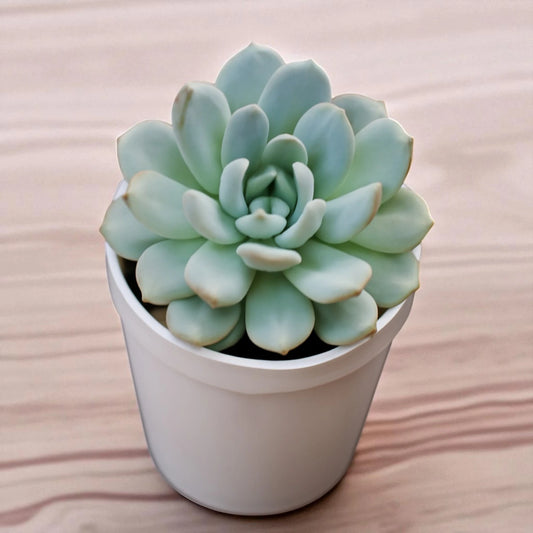 Echeveria  3
