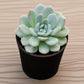 Echeveria  3