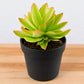 YELLOW VARIEGATED CAMFIRE (BARE ROOTED)
