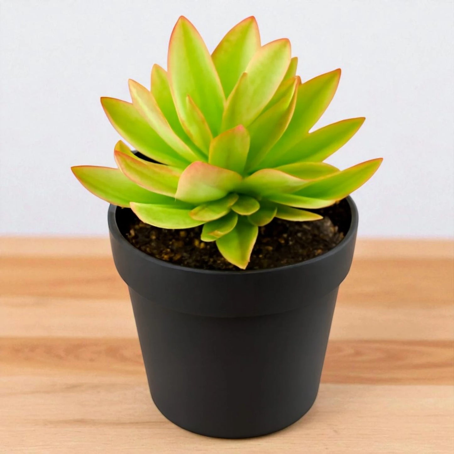 YELLOW VARIEGATED CAMFIRE (BARE ROOTED)
