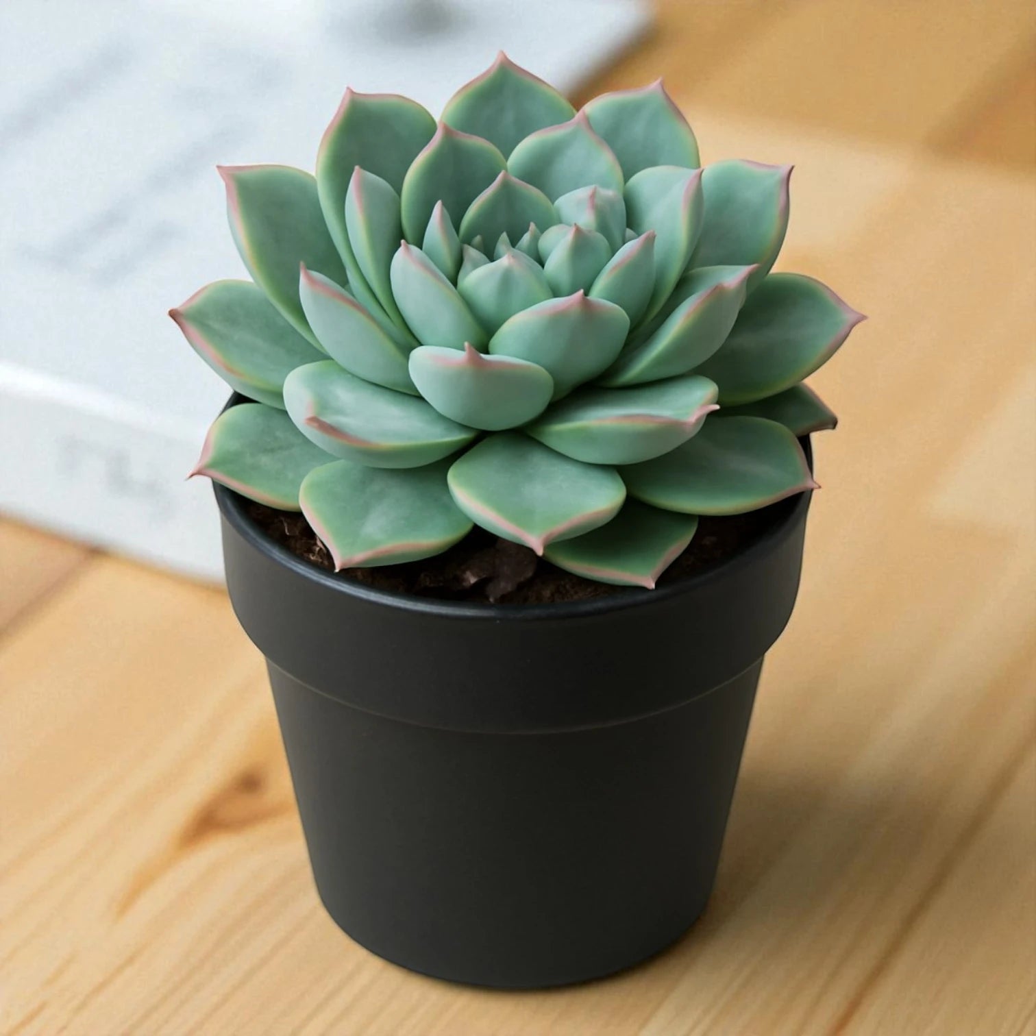 Echeveria lotus (Bare Rooted)