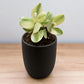 Variegated Jade Plant (Crassula Ovata)