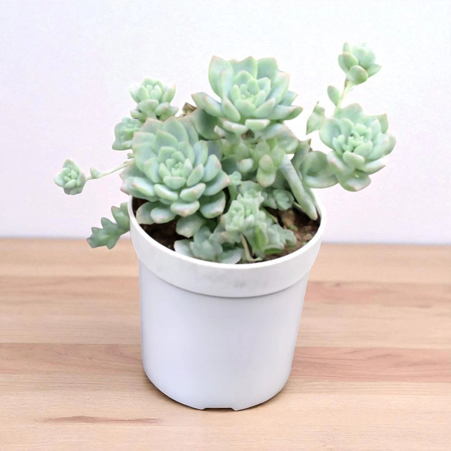 macdougallii succulent Echeveria Graptopetalum macdougallii Plant Online In India – Plant Orbit