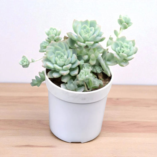 Graptopetalum macdougallii
