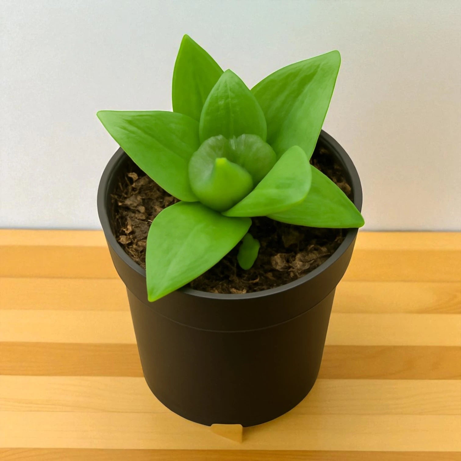 Haworthia Cymbiformis (Bare Rooted)