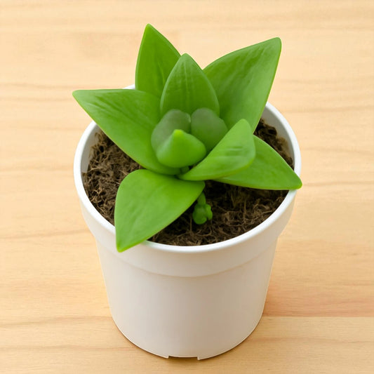 HAWORTHIA CYMBIFORMIS (Bare Rooted)