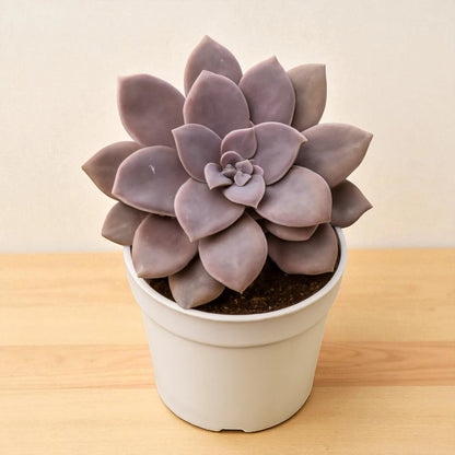 Graptopetalum paraguayense "Ghost Plant"