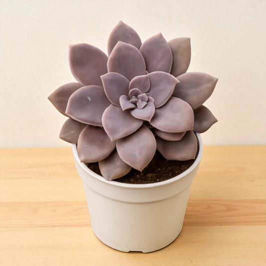 Graptopetalum paraguayense "Ghost Plant"