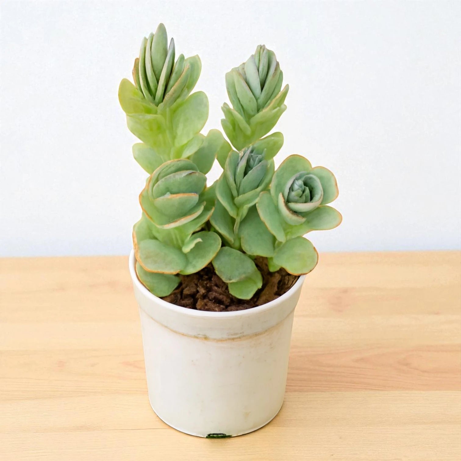 Kalanchoe Marnieriana (Bare Rooted)