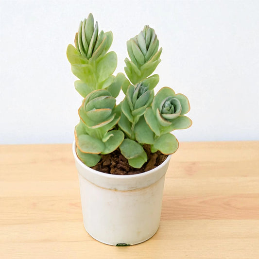 Kalanchoe Marnieriana (Bare Rooted)
