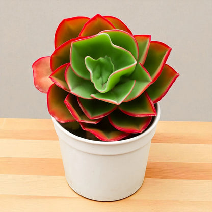 Red Echieveria (Echeveria pallida E.Walther)