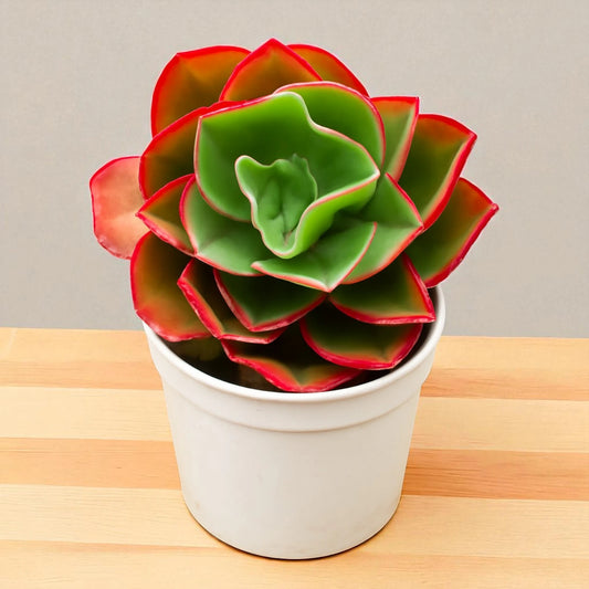 Red Echieveria (Echeveria pallida E.Walther)