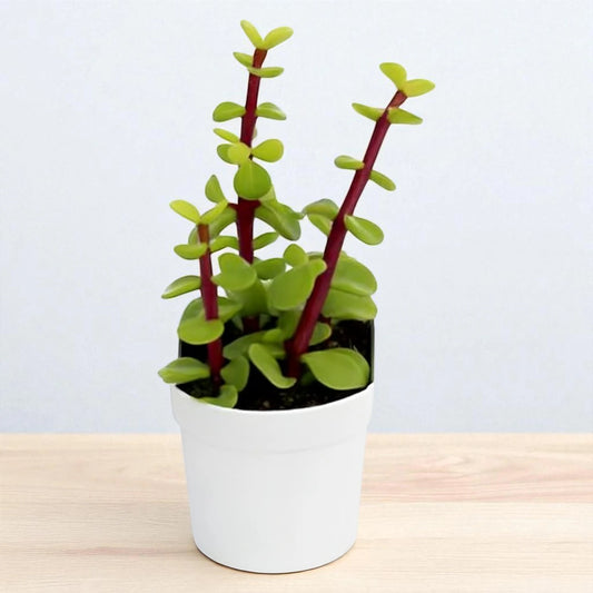 Green Elephant Bush  Portulacaria afra (Bare Rooted)