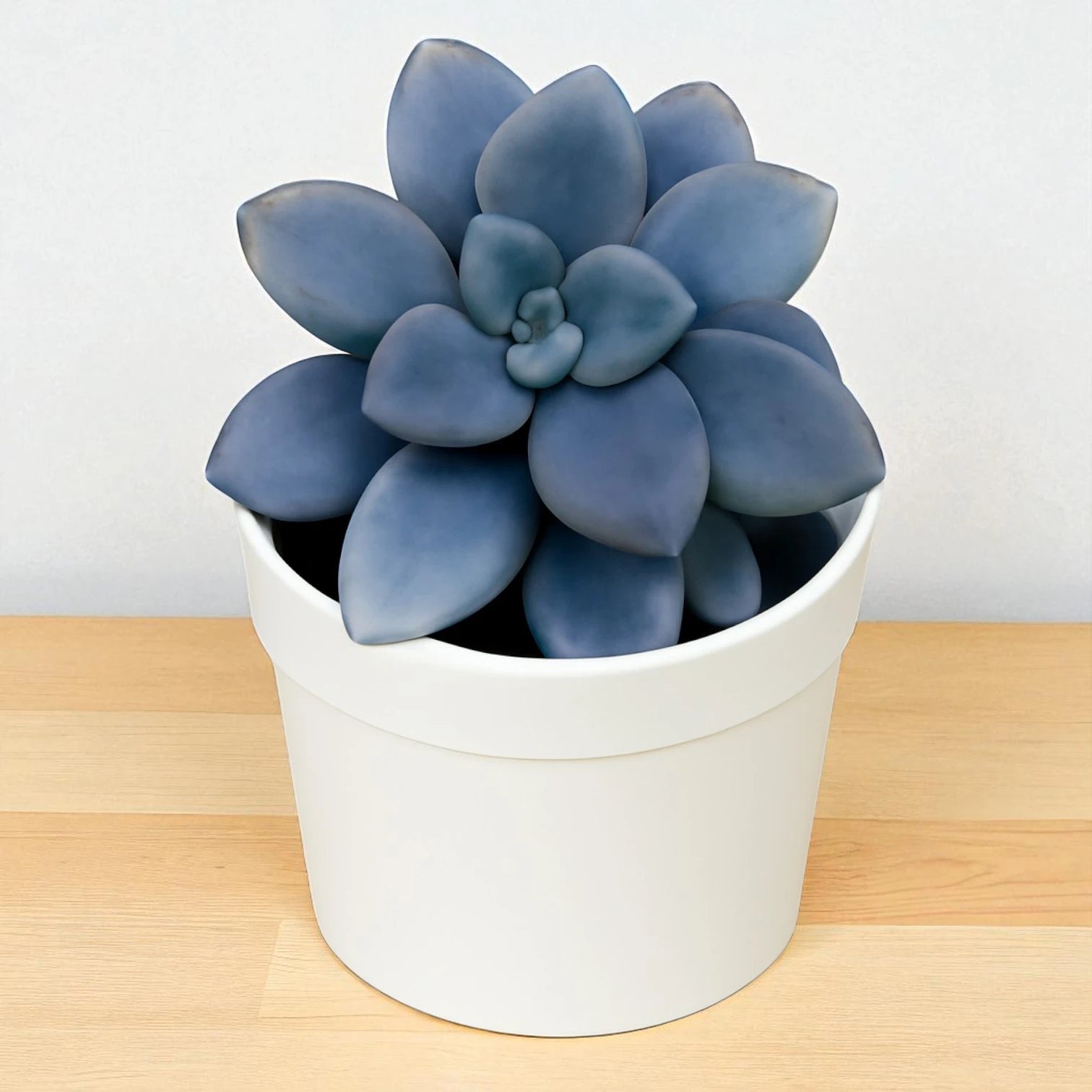 GraptoSedum Clavatum (Bare Rooted)