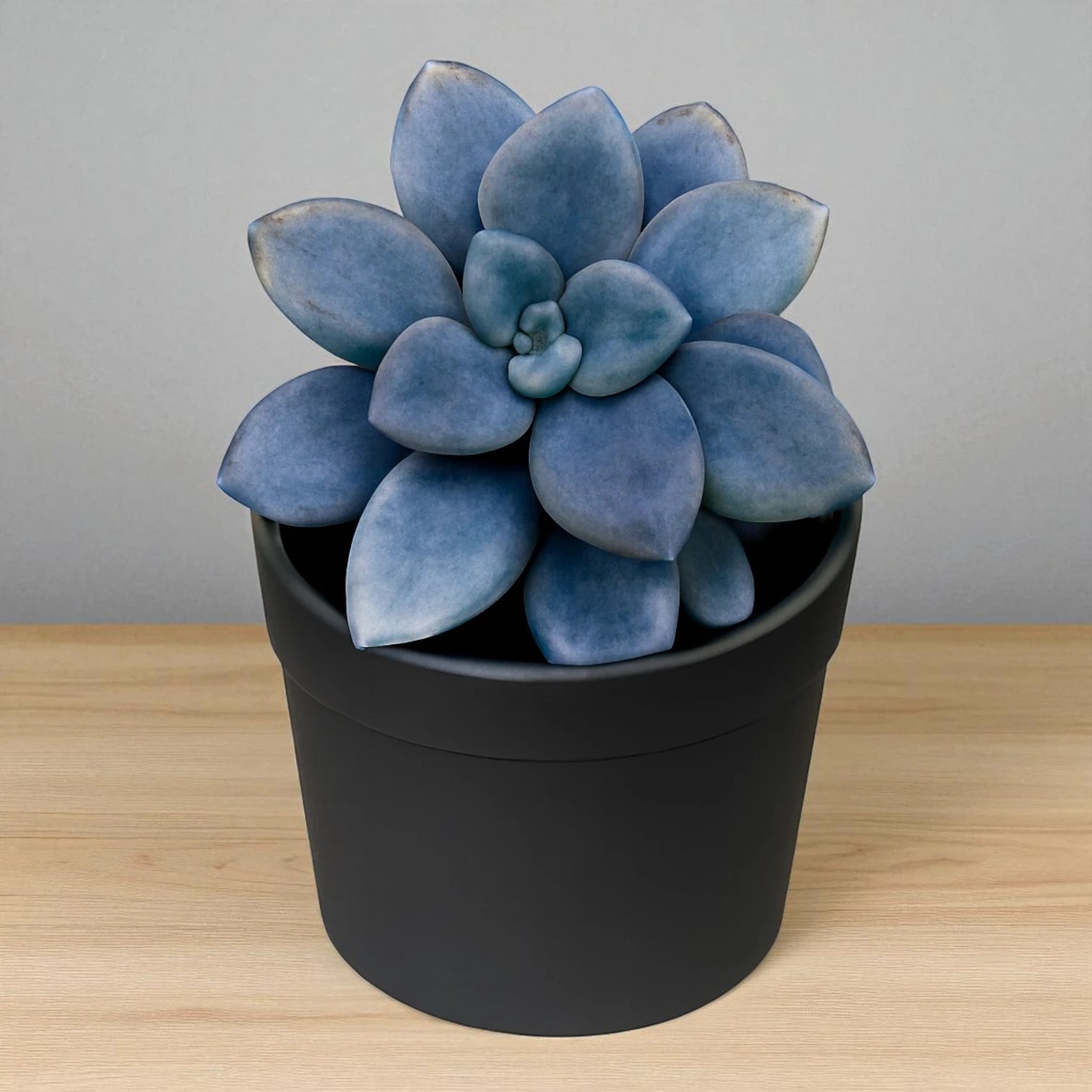GraptoSedum Clavatum (Bare Rooted)