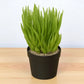 Sencio vitalis (Bare Rooted)