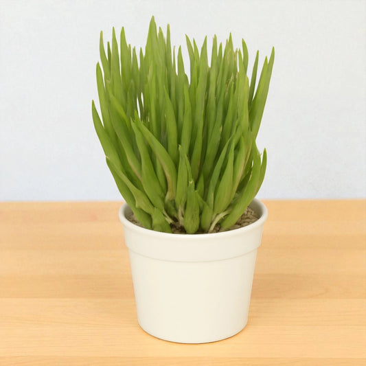 Sencio vitalis (Bare Rooted)