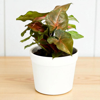 Syngonium Bronze