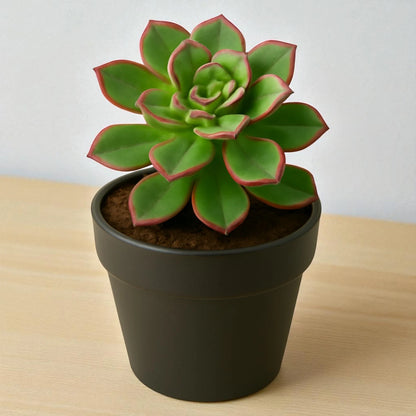Aeonium Haworthii (Bare rooted)