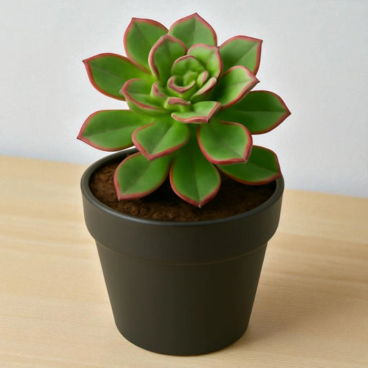 Aeonium Haworthii (Bare rooted)