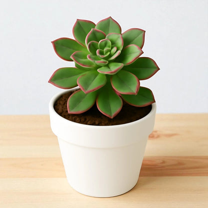 Aeonium Haworthii (Bare rooted)