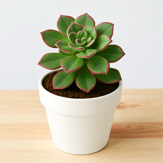 Aeonium Haworthii (Bare rooted)