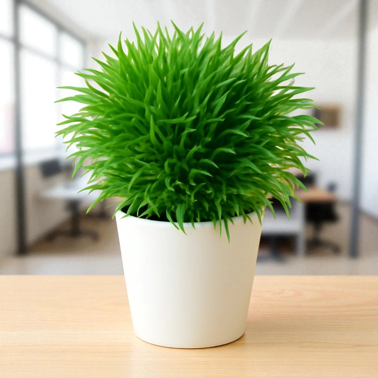 Mondo Grass Ophiopogonn japonicus (Bare Rooted)