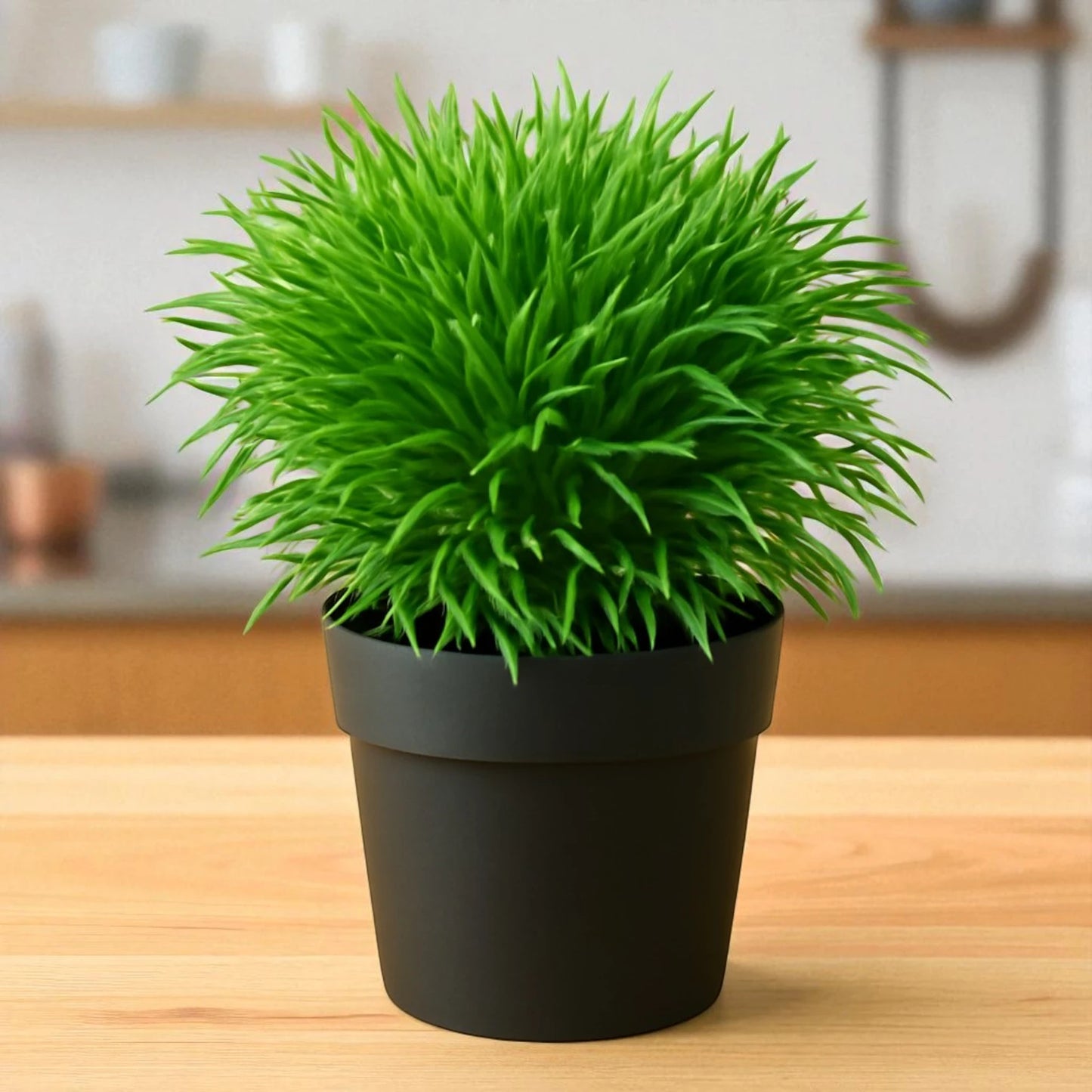 Mondo Grass Ophiopogonn japonicus (Bare Rooted)