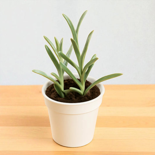 Senecio radicans (String of banana)