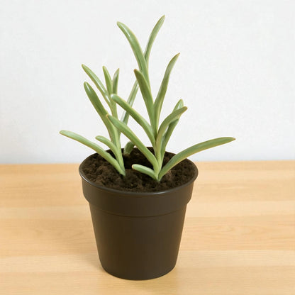 Senecio radicans (String of banana)