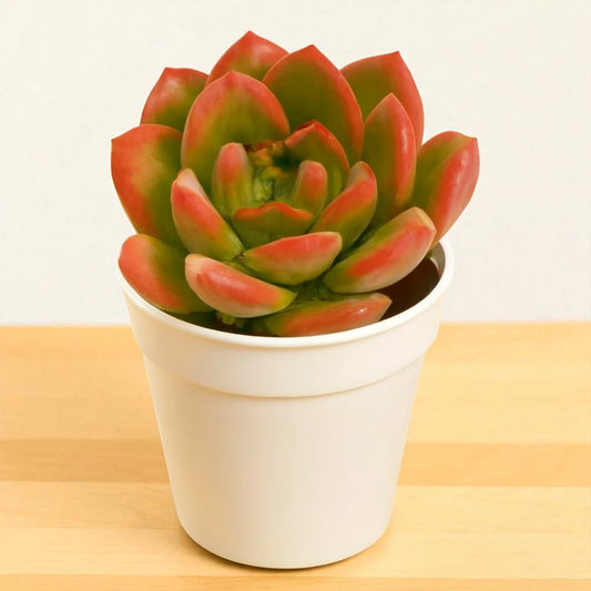 Echeveria Bene Musume