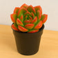 Echeveria Bene Musume