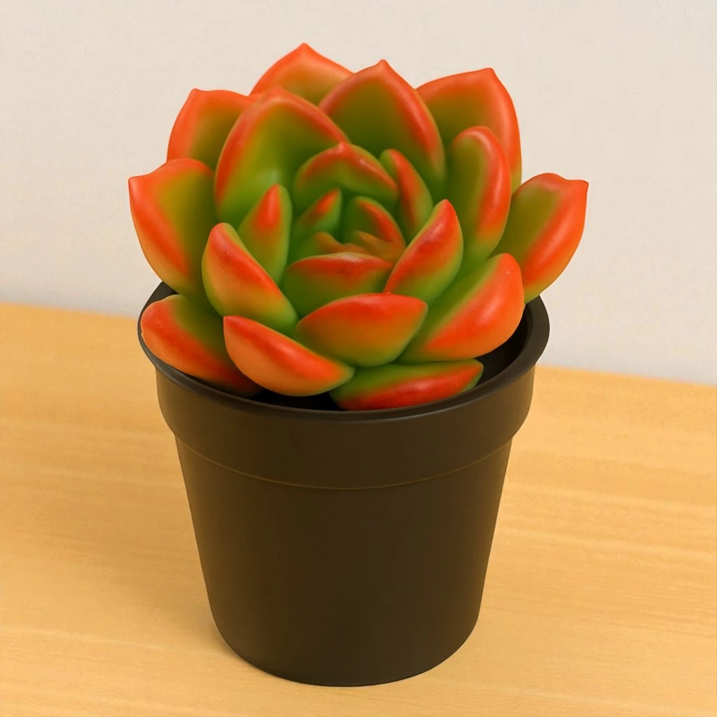 Echeveria Bene Musume