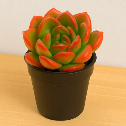 Echeveria Bene Musume